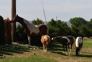 Three miniature horses and one full-sized horse